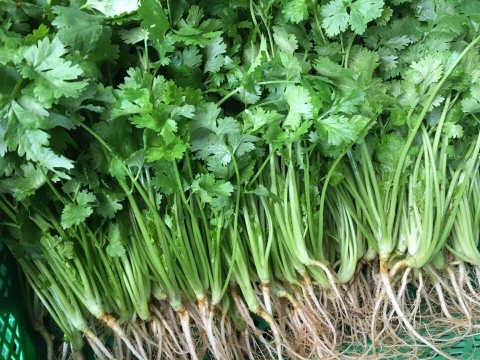 パクチーが日本に伝来したのは平安時代！？