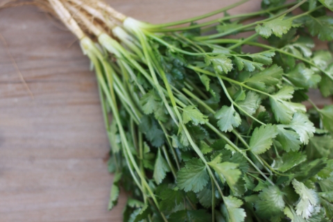 身近に感じてもらいたいとの思いから誕生したパクチーペースト